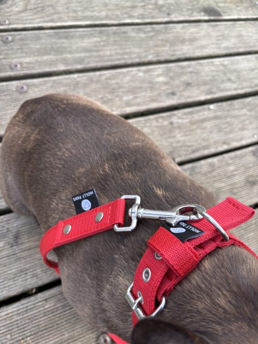 image_67215873 Obroża o szer,2.5cm STAL NIERDZEWNA-POLECANE