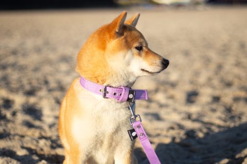 IMG_2101 Obroża o szer,2.5cm STAL NIERDZEWNA-POLECANE