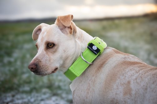 1000027987 (1) Obroża o szer. 4cm STAL NIERDZEWNA -POLECANE