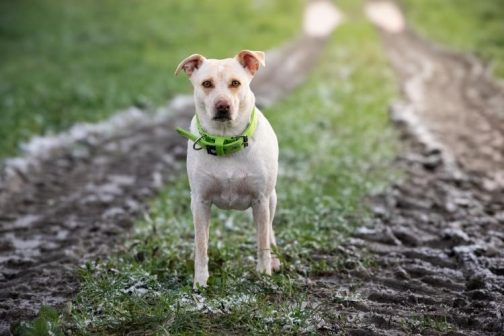 471745394_1273834283835828_6944041651915814524_n Obroża o szer. 4cm STAL NIERDZEWNA -POLECANE