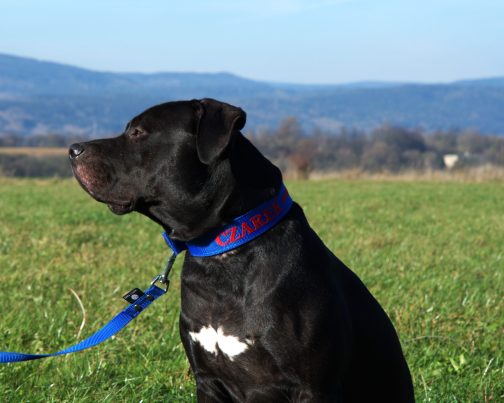 Obroża o szer. 4cm Z Haftem STAL NIERDZEWNA - POLECANE