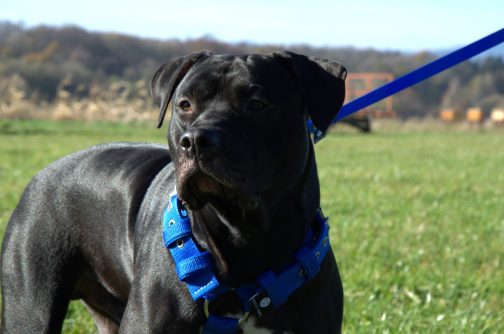 Szelki o szer.4cm STAL NIERDZEWNA - POLECANE