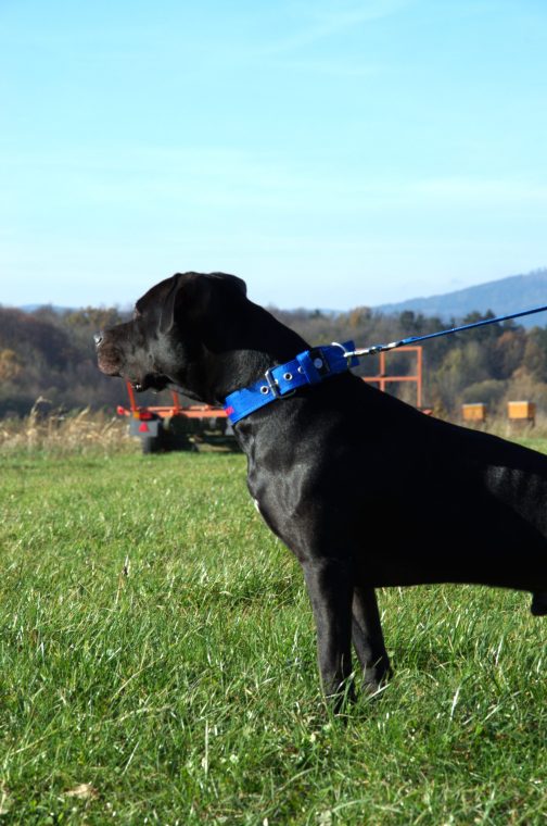Obroża o szer. 4cm Z Haftem STAL NIERDZEWNA - POLECANE