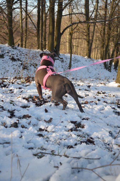 Szelki z mięciutkim polarem o szer.4cm STAL NIERDZEWNA - POLECANE