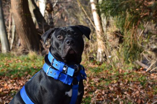 Szelki o szer.4cm STAL NIERDZEWNA - POLECANE