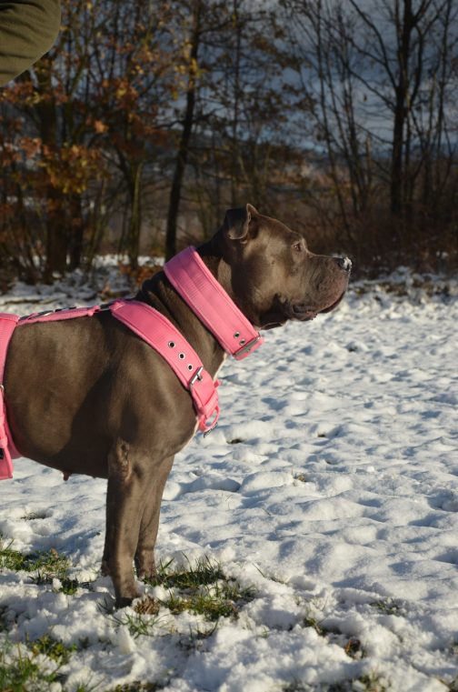 Szelki z mięciutkim polarem o szer.4cm STAL NIERDZEWNA - POLECANE