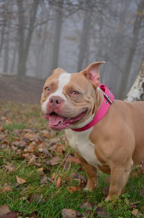 DSC_0079 Obroża o szer. 4cm STAL NIERDZEWNA -POLECANE