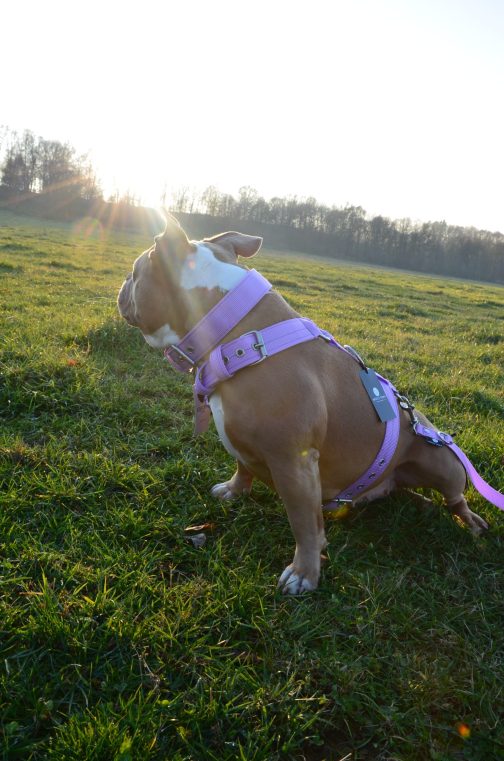 Szelki o szer.4cm STAL NIERDZEWNA - POLECANE