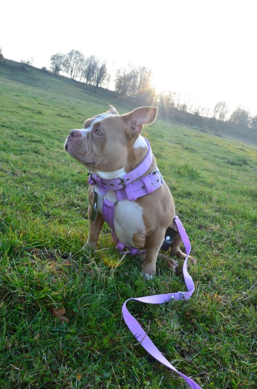 Szelki o szer.4cm STAL NIERDZEWNA - POLECANE