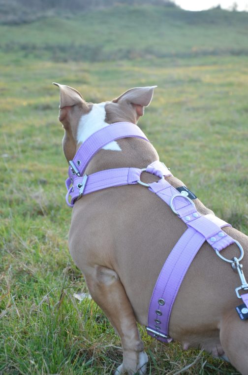 Szelki o szer.4cm STAL NIERDZEWNA - POLECANE