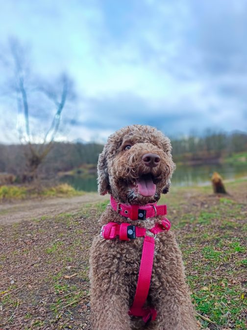 IMG_20241207_145659_520 (1) Obroża z polarem o szer. 2.5cm STAL NIERDZEWNA - POLECANE