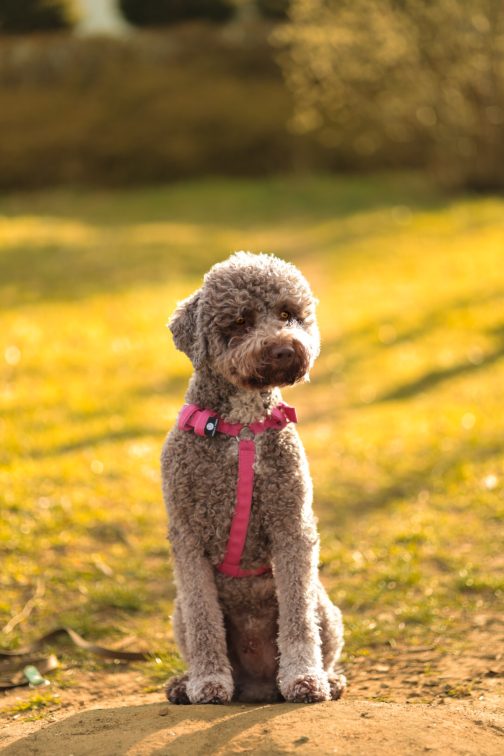 Szelki o szerokości 2.5cm STAL NIERDZEWNA - POLECANE
