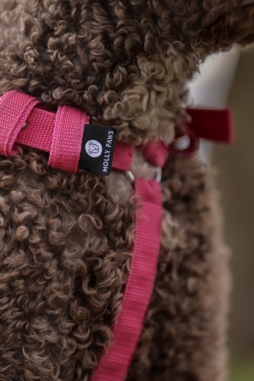 Szelki o szerokości 2.5cm STAL NIERDZEWNA - POLECANE