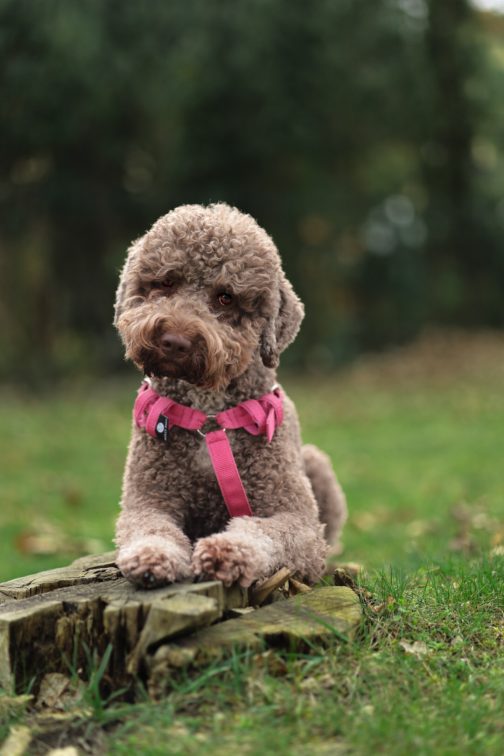 Szelki o szerokości 2.5cm STAL NIERDZEWNA - POLECANE