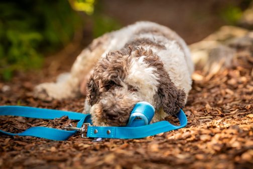 Smycz z rączką szer.2.5cm STAL NIERDZEWNA - POLECANE