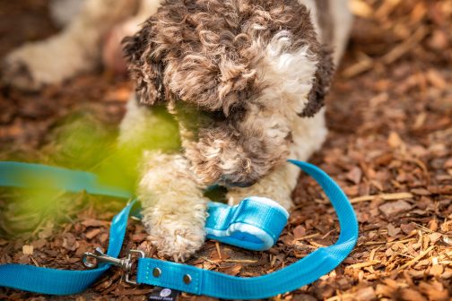 Smycz z rączką szer.2.5cm STAL NIERDZEWNA - POLECANE