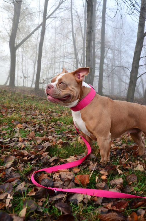 NORI W Obroża o szer. 4cm STAL NIERDZEWNA -POLECANE