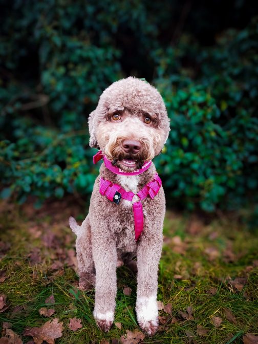 Szelki o szerokości 2.5cm STAL NIERDZEWNA - POLECANE