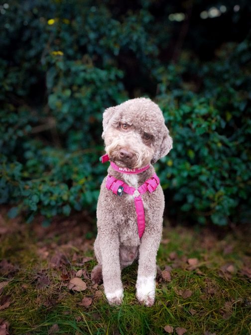 Szelki o szerokości 2.5cm STAL NIERDZEWNA - POLECANE