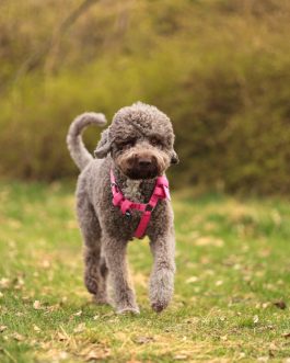 PSX_20250407_095057 Szelki o szerokości 2.5cm STAL NIERDZEWNA - POLECANE