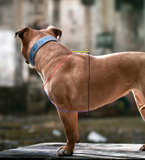 Szelki o szerokości 2.5cm STAL NIERDZEWNA - POLECANE