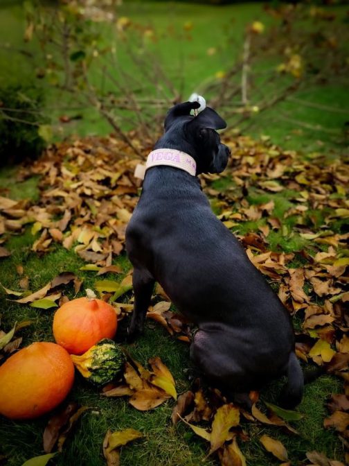 Obroża o szer. 4cm Z Haftem STAL NIERDZEWNA - POLECANE