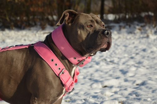 Szelki z mięciutkim polarem o szer.4cm STAL NIERDZEWNA - POLECANE