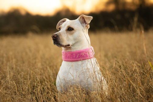 Obroża z polarem o sze.4cm Z Haftem STAL NIERDZEWNA - POLECANE