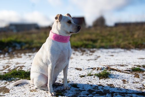 Obroża z polarem o sze.4cm Z Haftem STAL NIERDZEWNA - POLECANE