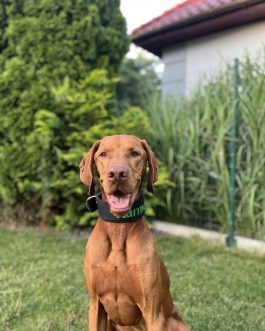 Obroża z polarem o sze.4cm Z Haftem STAL NIERDZEWNA - POLECANE