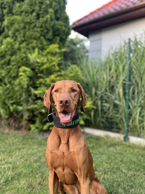 Obroża z polarem o sze.4cm Z Haftem STAL NIERDZEWNA - POLECANE