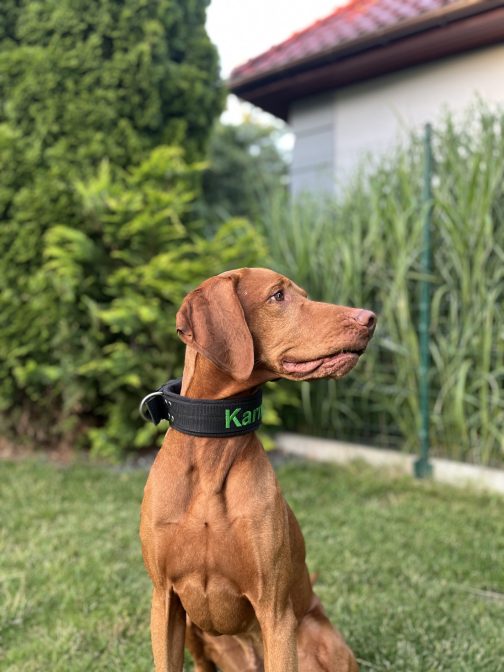 Obroża z polarem o sze.4cm Z Haftem STAL NIERDZEWNA - POLECANE