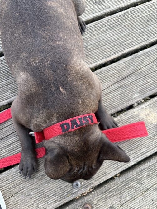 Obroża o szerokości 2.5cm z Haftem STAL NIERDZEWNA - POLECANE