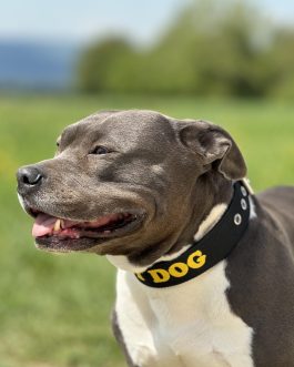 Obroża o szer. 4cm Z Haftem STAL NIERDZEWNA - POLECANE