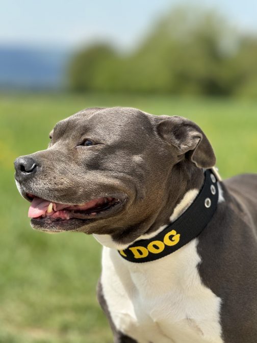 Obroża o szer. 4cm Z Haftem STAL NIERDZEWNA - POLECANE