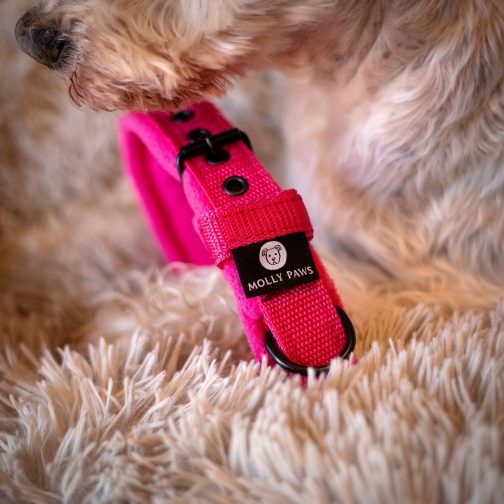 Lekka Obroża z polarem o szerokości 2cm