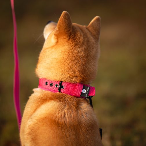 Lekka Obroża z polarem o szerokości 2cm