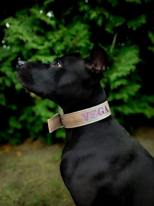 Obroża o szer. 4cm Z Haftem STAL NIERDZEWNA - POLECANE