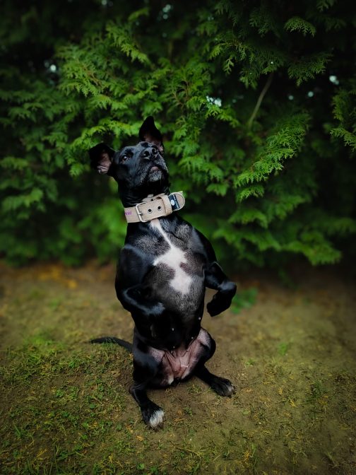 968-0-0# Obroża o szerokości 5cm Z Własnym Haftem