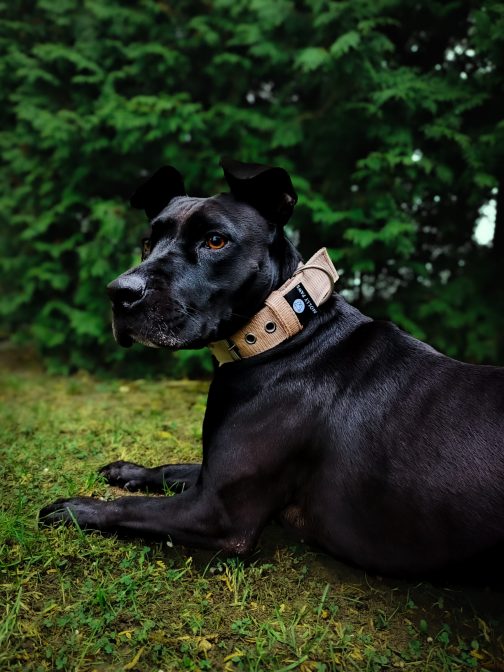 Obroża o szer. 4cm Z Haftem STAL NIERDZEWNA - POLECANE