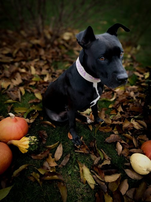 Obroża o szer. 4cm Z Haftem STAL NIERDZEWNA - POLECANE