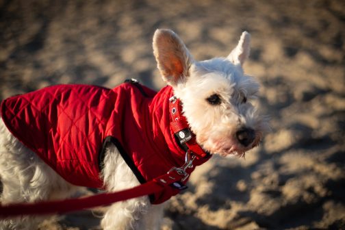 Obroża o szerokości 2.5cm z Haftem STAL NIERDZEWNA - POLECANE