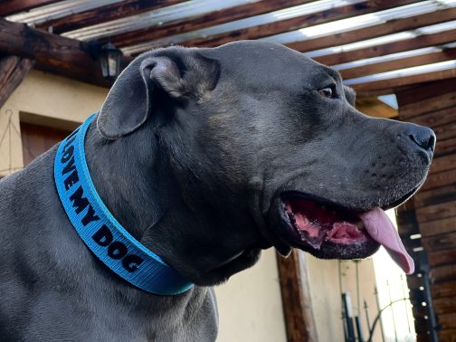 Obroża o szer. 4cm Z Haftem STAL NIERDZEWNA - POLECANE