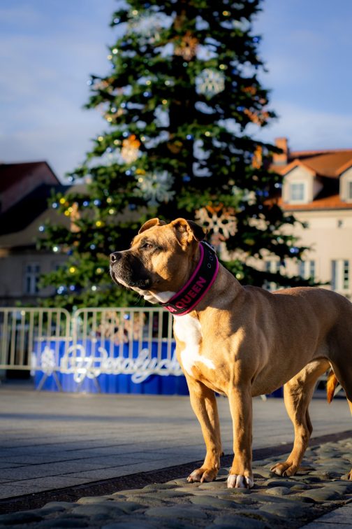 JW5A4319 Lekka Obroża z polarem i Haftem o szerokości 4cm