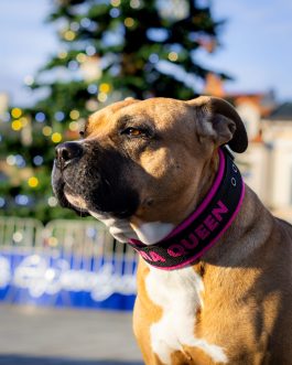 JW5A4322 Lekka Obroża z polarem i Haftem o szerokości 4cm