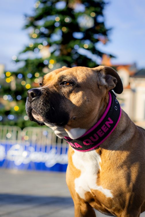 JW5A4322 Lekka Obroża z polarem i Haftem o szerokości 4cm