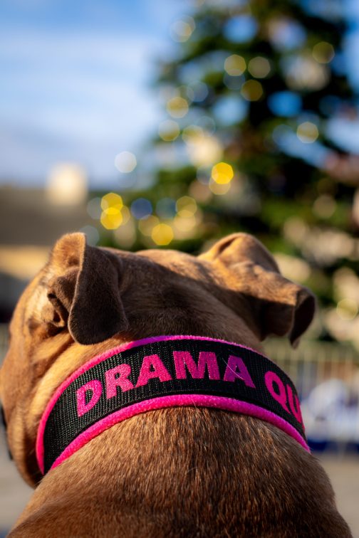 JW5A4323 Lekka Obroża z polarem i Haftem o szerokości 4cm