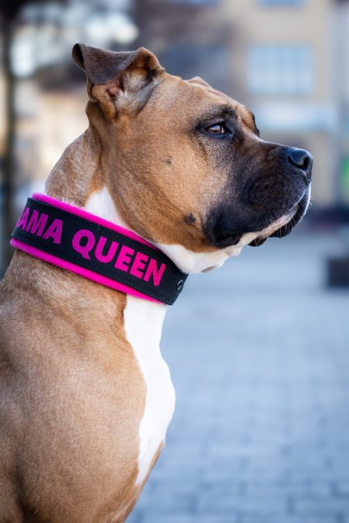 JW5A4351 Lekka Obroża z polarem i Haftem o szerokości 4cm