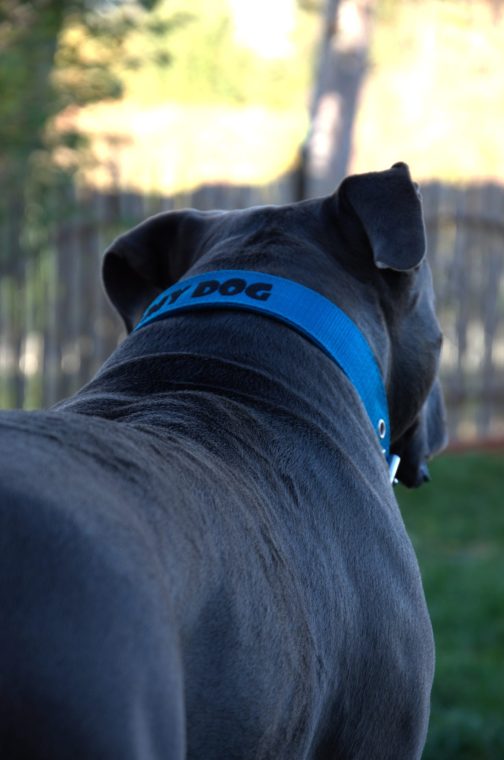 Obroża o szer. 4cm Z Haftem STAL NIERDZEWNA - POLECANE