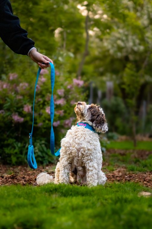 Smycz z rączką szer.2.5cm STAL NIERDZEWNA - POLECANE